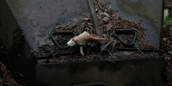 Fragment of a boar skull on a Soviet factory made pillbox