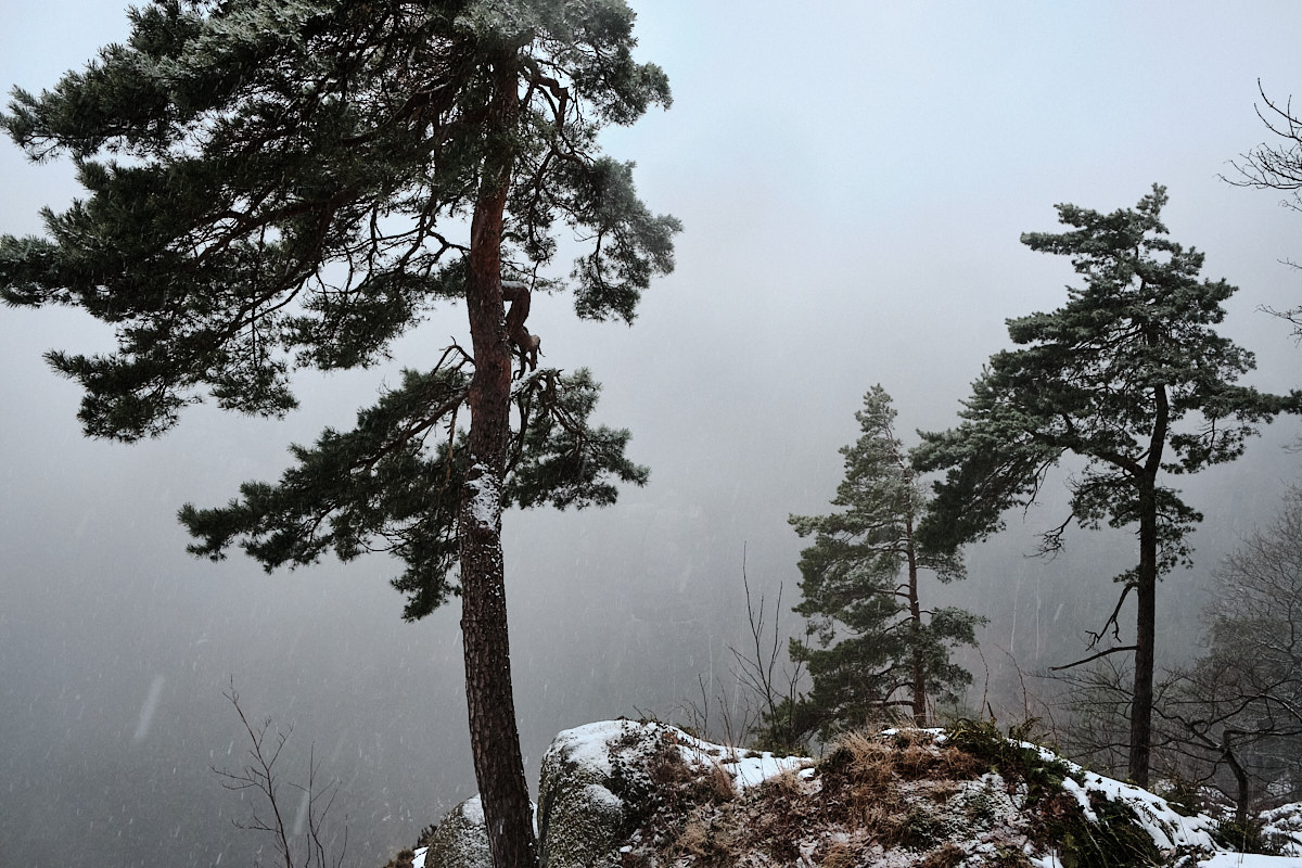 Pine tree on a cliff in blizzard